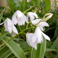 シラン,家で咲いている花の画像