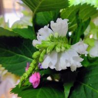 カクトラノオ,カシワバアジサイ,紫陽花の画像