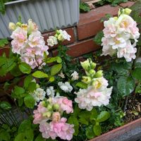 倉庫横の花壇,玄関アプローチの画像