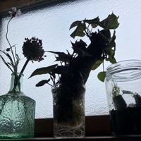 さつまいも,さつまいもの画像