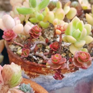 銀月,姫秋麗,ドラゴンズブラッド,カリフォルニアサンセット,王冠短毛丸の画像