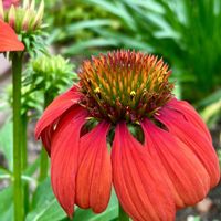 エキナセア,ピンクアナベル,挿し木,花のある暮らし,iPhone撮影の画像