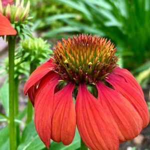 エキナセア,ピンクアナベル,挿し木,花のある暮らし,iPhone撮影の画像