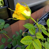 ゴーヤ,ミニトマト,花のある暮らし,ばら バラ 薔薇,幸せの黄色いお花の画像