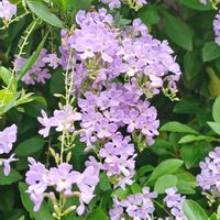 デュランタ,花のある暮らし,花自慢,花中毒,植物マニアの画像