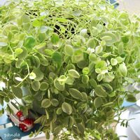 ペペロミア,ペペロミア真亜子,観葉植物,canon,撮れたてpicの画像