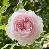 セントポーリア,ガーデニング,ばら バラ 薔薇,庭の画像