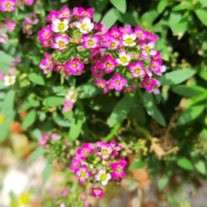 アリッサム,ヘリクリサム・シルバースノー,寄せ植え,鉢植え,我が家の庭の画像