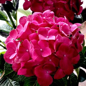 2026年♡紫陽花♪,窓辺の画像