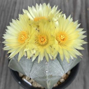 サボテン,山川ストロンギ,サボテン科,サボテンの花,アストロフィツム属の画像