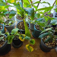 ゴムの木,観葉植物,クワ科,熱帯植物,フィカス属の画像
