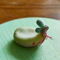 月美人,多肉植物,カラフル,ありがとう♡,多肉寄植え♡の画像