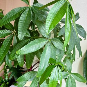 パキラ,観葉植物,ダイソー産,インテリアグリーン,緑は癒しの画像