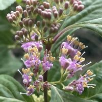 ムラサキシキブ,お花は癒し,花が好き❤,☆携帯撮影☆の画像