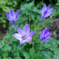 トリテレイア,ブローディア,紫陽花,鉢植え,地植えの画像
