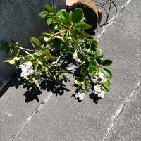シャリンバイ,植え替え,風のいたずら,自宅園芸,地道投稿の画像