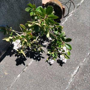 シャリンバイ,植え替え,風のいたずら,自宅園芸,地道投稿の画像