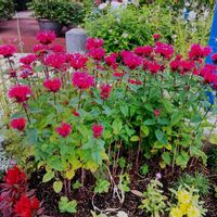 モナルダ,ゆめタウン隣りのSUZUKIの花壇にの画像