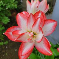 アマリリス,ご近所さんちの画像