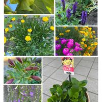 花散歩,家庭菜園,庭の画像