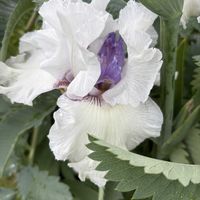 ジャーマンアイリス,花のある暮らし,花が好き,広い庭の画像