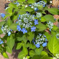 ガクアジサイ,iPhone撮影,植物は癒し,玄関アプローチの画像