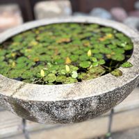 ミモザ,アサザ,アサザ,アサザ,ナナコバナの画像