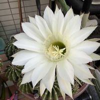 鉢植え,花のある暮らし,お花大好き❤,小さな庭,玄関の画像