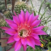 鉢植え,花のある暮らし,お花大好き❤,小さな庭の画像