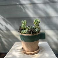 寄せ植え,多肉植物,ガーデニング,今日の一枚,植物のある暮らしの画像