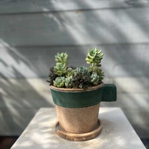 寄せ植え,多肉植物,ガーデニング,今日の一枚,植物のある暮らしの画像