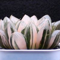 ハオルチア,多肉植物,エケベリア属,ハオルチア属,多肉大好きの画像
