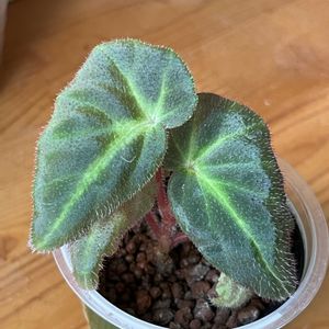 シュウカイドウ,ベゴニア,ベゴニア,観葉植物,ハイドロカルチャーの画像