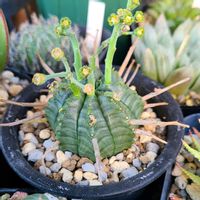 スーパーバリダ,多肉植物,ユーフォルビア,deco +farmスーパーバリダの画像