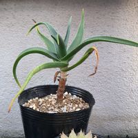 アロエ,アロエ ストリアツラ,多肉植物,deco +farmストリアツラの画像