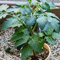 ミニトマト,ベランダ菜園の画像