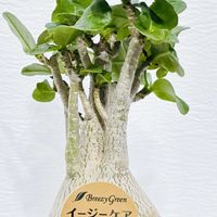 アデニウム,観葉植物,塊根植物,インテリアグリーン,緑のある暮らしの画像