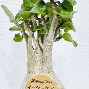 アデニウム,観葉植物,塊根植物,インテリアグリーン,緑のある暮らしの画像