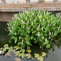 ギボウシの画像