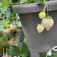 イチゴの画像