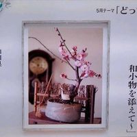 ウメ,盆栽,和風,和の趣,NHK趣味の園芸の画像