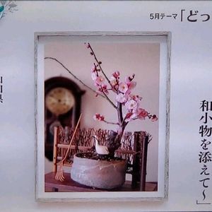 ウメ,盆栽,和風,和の趣,NHK趣味の園芸の画像