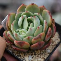 ラウリンゼ×錦晃星,多肉植物,エケベリア属,植中毒,タニラーの画像