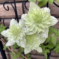 クレマチス 白万重,鉢植え,元気がない,咲きました ♪,庭の画像
