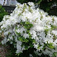 クレマチス,北海道,幸せ,家庭菜園,庭の画像