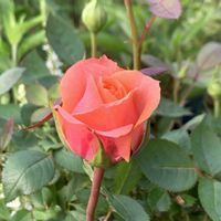 ミニバラ,アロハ2011 コルダナ,鉢植え,ナチュラルガーデン,ナチュラルスタイルの画像