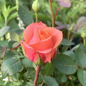 ミニバラ,アロハ2011 コルダナ,鉢植え,ナチュラルガーデン,ナチュラルスタイルの画像