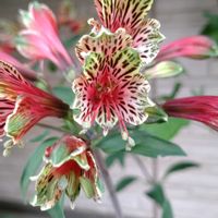 鉢植え,ガーデニング,植え込み,散策さんぽ,環境の日の画像