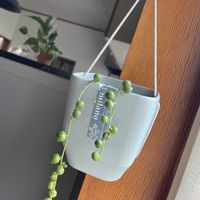 グリーンネックレス,ポトス,多肉植物,観葉植物,植物のある暮らしの画像