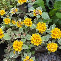 リシマキア,花のある暮らしの画像